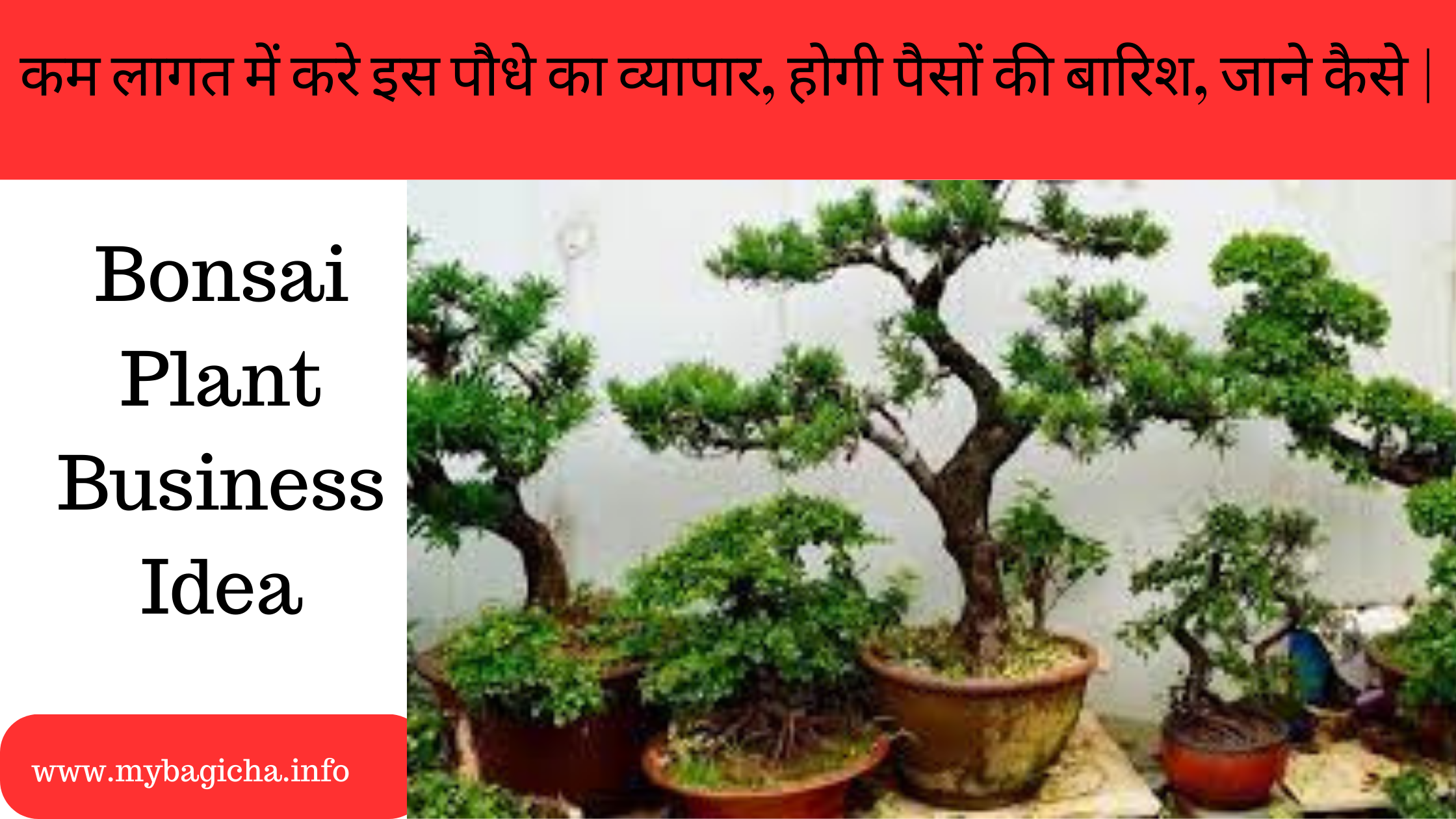 कम लागत में करे इस पौधे का व्यापार, होगी पैसों की बारिश, जाने कैसे | Bonsai Plant Business Idea