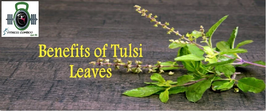 Top 50 Amazing Benefits Of Tulsi (Basil Leaves).
